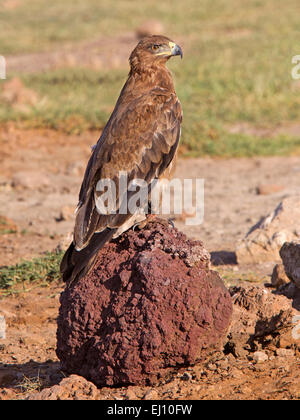 Steppa aquila appollaiato sul tumulo termite Foto Stock