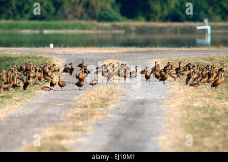 Minor fischio d'anatra, anatra, Thailandia, bird, palmipede, dendrocygna javanica, gruppo, flock, migrazione Foto Stock