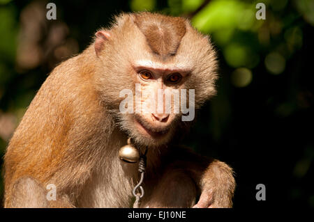 Raccolto, noci di cocco, maiale settentrionale coda Macaque, Koh Samui, Thailandia, macaco mammifero, scimmia, macaca leonina, picking, ritratto, Foto Stock