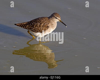 Wood sandpiper in piedi in acqua con la riflessione Foto Stock