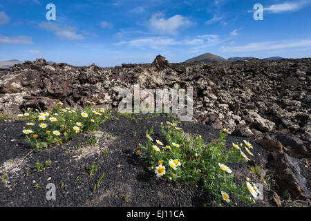 Parque Natural de Los Volcanes, Spagna, Europa, isole canarie Lanzarote, scenario di Vulcano, lava, fiori Foto Stock