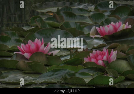 Water Lilies (Nymphaeaceae) sono la fioritura delle piante acquatiche che la radice nel suolo con foglie e fiori galleggianti sull'acqua di Foto Stock