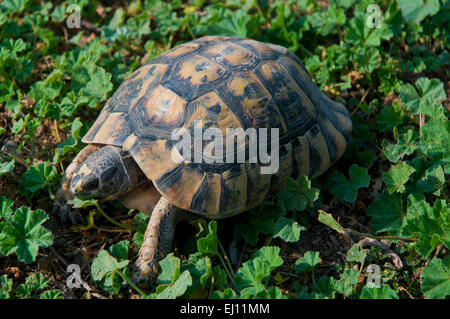 Sperone-thighed tortoise o tartaruga greca (Testudo graeca), regione dell'Andalusia, Spagna, Europa Foto Stock