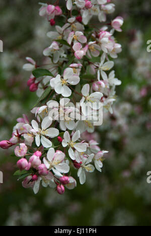 Malus 'cascata Bianca ' , fotografato all'Arie den Boer giardino di Des Moines, Iowa. Foto Stock