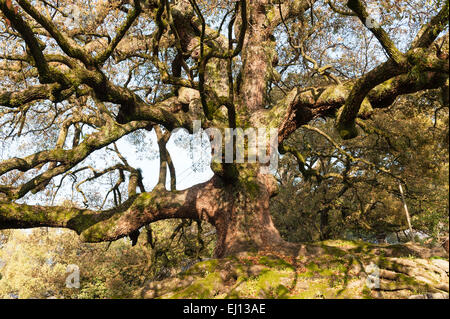 Un antico albero di canfora (cinnamomum camphora, o kusunoki) si trova fuori da un tempio a Nanzen-ji, Kyoto, Giappone Foto Stock