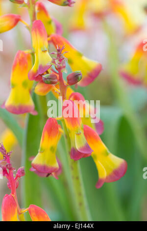 Lachenalia aloides. Cape Cowslip fiore. South African flower related per la fioritura di giacinto Foto Stock