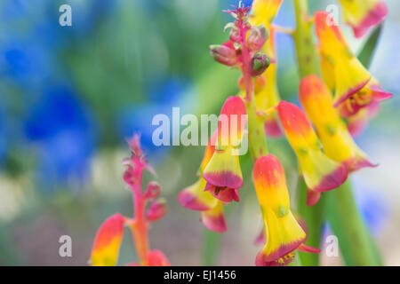 Lachenalia aloides. Cape Cowslip fiore. South African flower related per la fioritura di giacinto Foto Stock