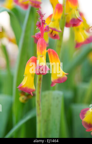 Lachenalia aloides. Cape Cowslip fiore. South African flower related per la fioritura di giacinto Foto Stock