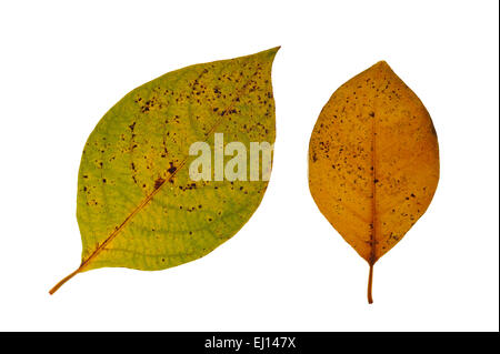 Due spicewood / spicebush / Benjamin bush (Lindera reflexa) le foglie in autunno colori, nativo di Cina contro uno sfondo bianco Foto Stock