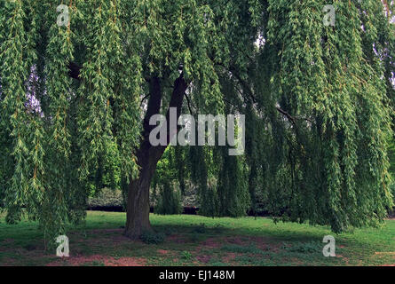 Babilonia willow / salice piangente (Salix babylonica / Salix pendula) albero ornamentale in posizione di parcheggio Foto Stock