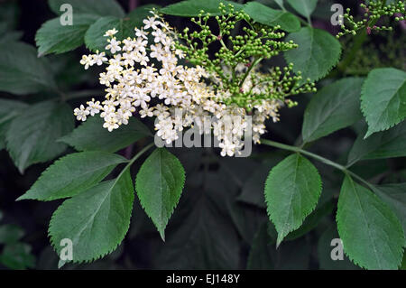 Il sambuco nero / Europea elder / Europea di bacche di sambuco (Sambucus nigra) fioritura in primavera Foto Stock