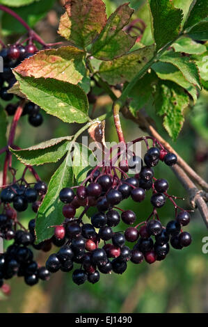 Il sambuco nero / Europea elder / Europea di bacche di sambuco (Sambucus nigra) bacche in cluster di frutta Foto Stock