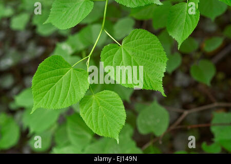 Grandi lasciava in linden / grandi lasciava tiglio (Tilia platyphyllos) close up di foglie Foto Stock