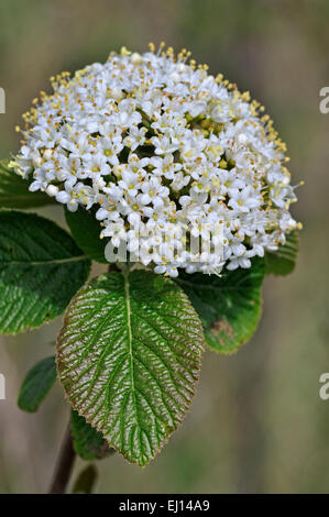 Viandante / wayfaring tree (Viburnum lantana) in fiore Foto Stock