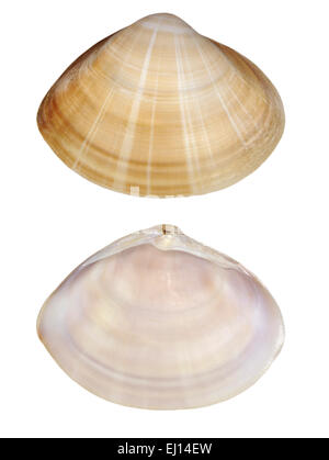 Radiati trogolo Shell - Mactra stultorum Foto Stock