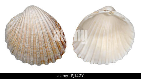 Il Cockle coccolone - Acanthocardia echinata Foto Stock