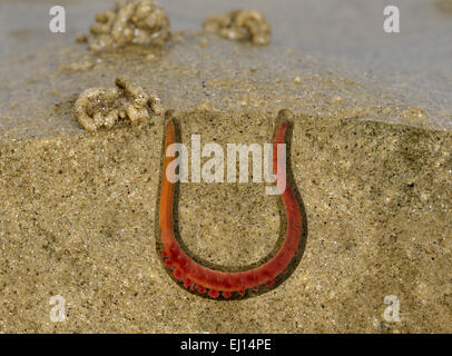 Soffiare Lug - Arenicola marina Foto Stock