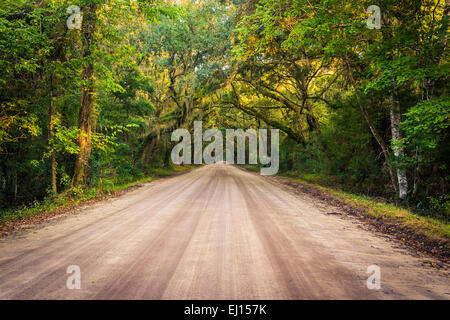 Alberi di quercia lungo la strada sterrata di Botany Bay Plantation su Edisto Island, nella Carolina del Sud. Foto Stock