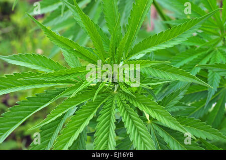 Pianta di cannabis Foto Stock