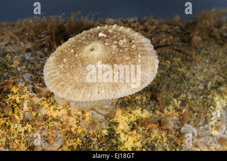 Comune di Keyhole Limpet - Diodora graeca Foto Stock