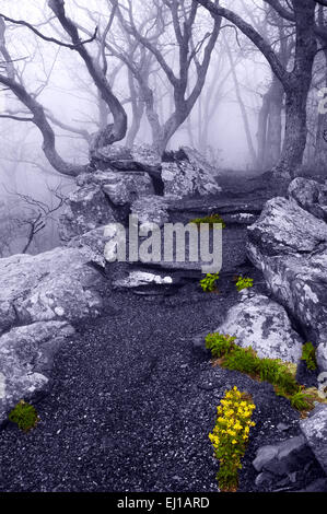Nebbia fitta e fiori di primavera sulla Betty's Rock Trail nel Parco Nazionale di Shenandoah, Virginia. Foto Stock