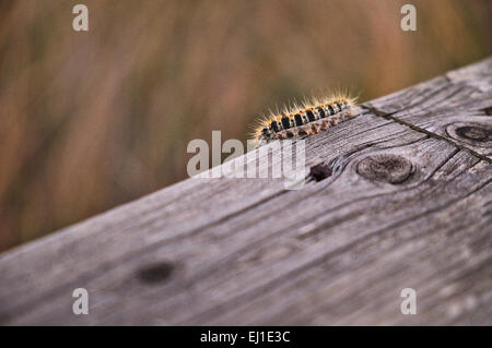 Pine processionary caterpillar su una superficie di legno. Thaumetopoea pityocampa Foto Stock
