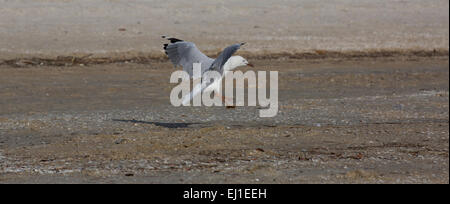 Seagull sbarco sulla spiaggia Foto Stock