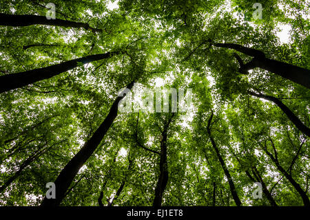 Guardando verso l'alto alti alberi in una foresta nel parco nazionale di Shenandoah, Virginia. Foto Stock
