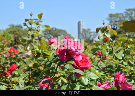 Le Rose in 'Rosendal parco". Buenos Aires, Argentina. Foto Stock