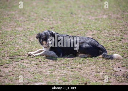 Australian Kelpie, sheepdog Foto Stock