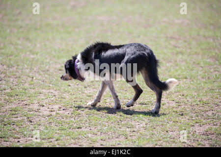 Australian Kelpie sheepdog Foto Stock