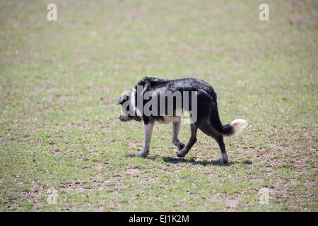 Australian Kelpie sheepdog Foto Stock