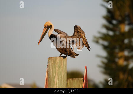 Brown Pelican appoggiata al Golfo del Messico presso la costa orientale della Florida vicino a Fort De Soto, San Pietroburgo, STATI UNITI D'AMERICA Foto Stock