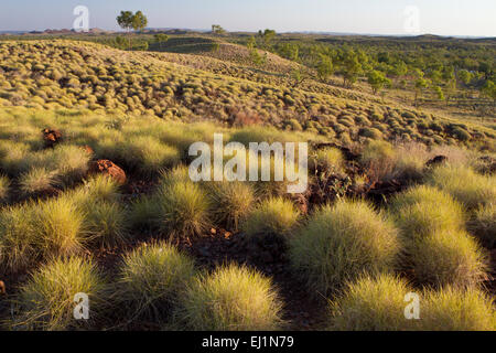 Prateria spinifex nell'Outback, giungla Bungles - Purnululu National Park, Australia Occidentale Foto Stock