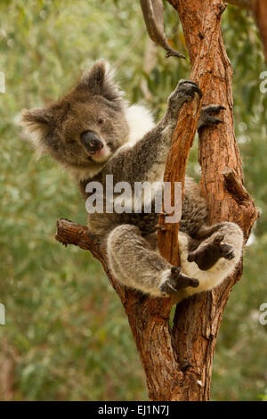 Koala (Phascolarctos cinereus) nel Parco Nazionale di Yanchep, Australia occidentale Foto Stock