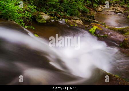 Visualizza in basso una piccola cascata sul ramo Hogcamp nel Parco Nazionale di Shenandoah, Virginia. Foto Stock