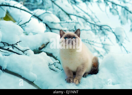 Siamese gattino seduto su terreni innevati tree Foto Stock