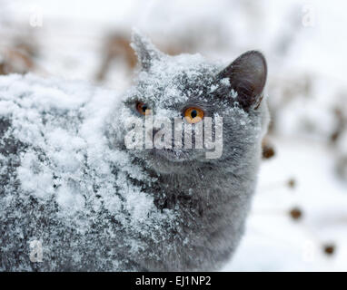 Cute cat coperte di neve a piedi all'aperto in inverno Foto Stock