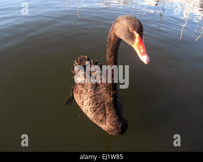 Black Swan (Cygnus atratus) in yacht marina, il Fiume Swan, Perth, Western Australia Foto Stock