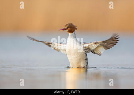 Smergo maggiore (Mergus merganser) femmina, ali esteso, sbattimenti, metà fiume Elba, Sassonia-Anhalt, Germania Foto Stock