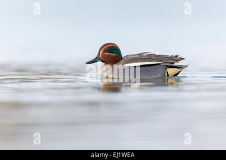 Eurasian teal (Anas crecca), più piccolo di razza di anatra, maschio, nuoto, Mittelelbe, Sassonia-Anhalt, Germania Foto Stock