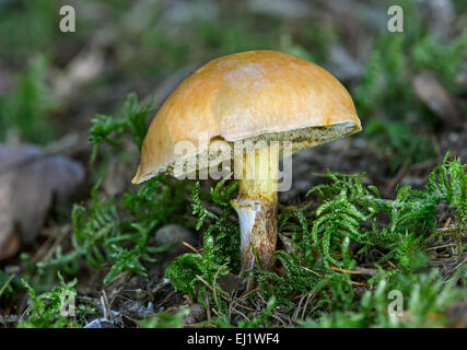 Greville's Bolete (Suillus grevillei), mycorrhizal fungo in simbiosi con i larici, commestibili, Svizzera Foto Stock