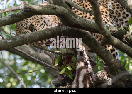 Leopard,Panthera pardus, su un albero, mangiare una zebra, Foto Stock