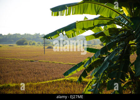 Foglie di banana Foto Stock