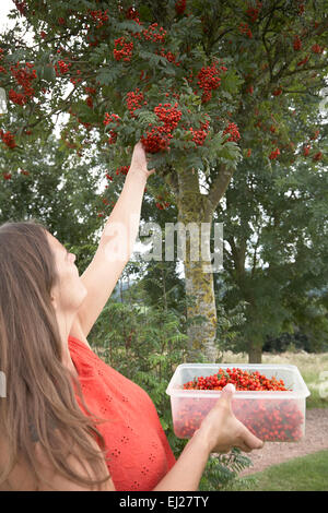 Una donna picking Rowan bacche con l intenzione di rendere fatta in casa Rowan berry vino. Foto Stock