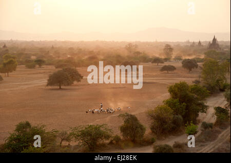 Gli agricoltori birmano allevano il loro bestiame attraverso il polveroso Bagan pianura al tramonto in MYANMAR Birmania Foto Stock