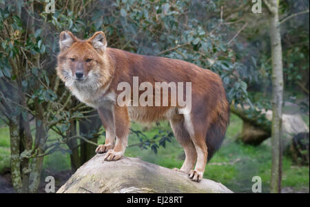 Dhole o cane selvatico, Cuon Alpinus, Asia Foto Stock