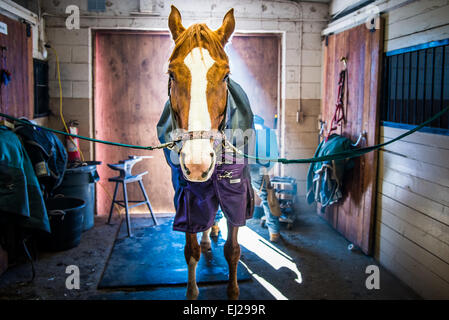 Il cavallo in stallo stabile Foto Stock