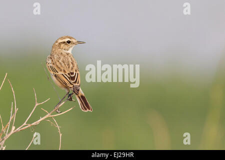 Bianco-browed Bush Chat (Saxicola macrorhynchus) noto anche come Stoliczka's Bushchat Foto Stock