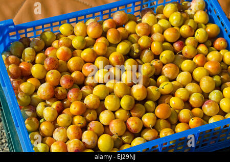 Mirabelle prugne (Prunus domestica subsp. syriaca) raccolti da un villaggio di albero in Gigny-sûr-Saône, Borgogna, Francia. Foto Stock